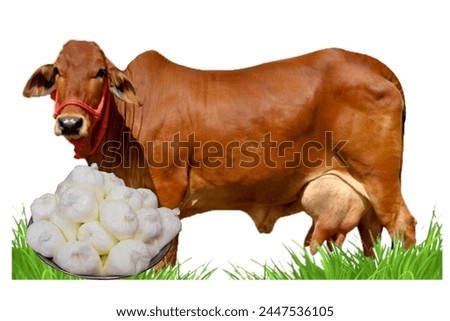 cow with milk in plate, Farmer pours milk into can, in the background of a meadow with a cow, green grasses, Symbol image of dairy cows kept outdoors: cow on a meadow, in the foreground a brass milk 