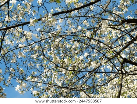 Close-up of white magnolia flowers, blue sky. background. blur and selective focus. nature-inspired graphic design