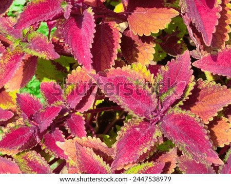 Stunning close-up of Coleus species Spur flower flybush Hullwort hedgehog flower reddish brownish yellowish ornamental leaves ultrahd hi-res jpg stock image photo picture selective focus top view 