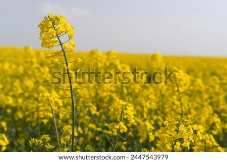 Detail of a yellow flower in a beautiful rapeseed field in the lands of the Alcarria, Guadalajara, Spain, at spring blooming time. Royalty-Free Stock Photo #2447543979