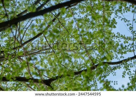 Branches trees with fresh greens leaves against a background of blue sky, full frame. Springtime. blurred foreground 