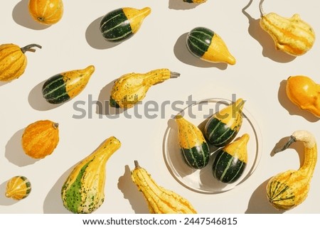Decorative ornamental pumpkins on light background, sunlight shadow. Cozy creative still life, autumn fall season holiday, harvest concept. Mini squash yellow green, striped-spotted, top view