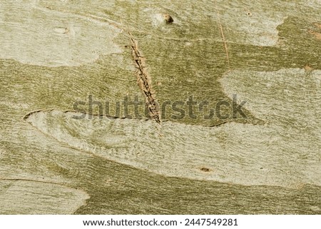 Close-up of green maple sycamore tree bark texture, insert caption, background, full frame, macro shot