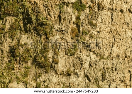 Close-up of tree log bark with moss, spring day in bright sun, background, full frame, macro shot