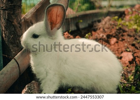 a white rabbit in the garden