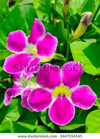 Stunning close-up of Asystasia Gangetica(Chinese violet,coromandel foxglove) violet flowers detailed view with leaves ultrahd hi-res jpg stock image photo picture selective focus vertical background 