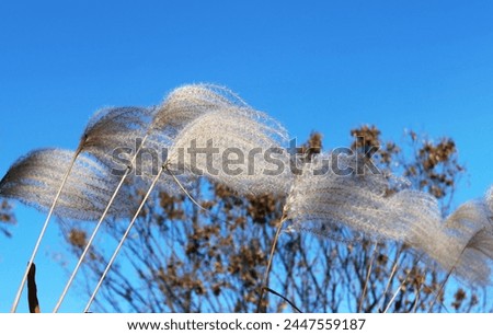 Autumn scenery in Korea, blue sky and silver grass