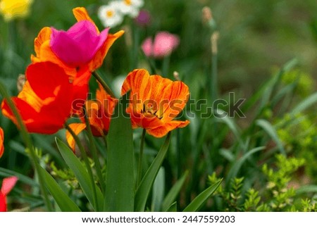 red and yellow tulips and other flowers growing in spring time on the streets in berlin Royalty-Free Stock Photo #2447559203