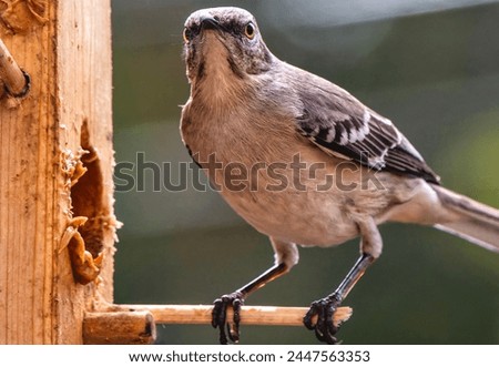 A Northern Mockingbird on the peanut Butter bird feeder                               