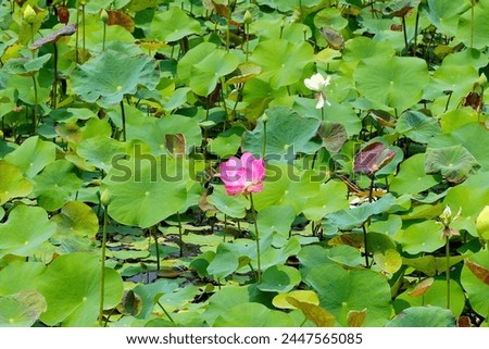 Pink lotus flower blooming in pond with green leaves. Lotus lake, beautiful nature background.