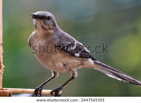 A Northern Mockingbird on the peanut Butter bird feeder                               