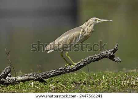 Squacco heron
Small stout heron; favors freshwater marshes, lakes, and ponds with reeds and other surrounding vegetation. Tends to hunt rather sluggishly, hunched quietly at the edge of the water Royalty-Free Stock Photo #2447566241
