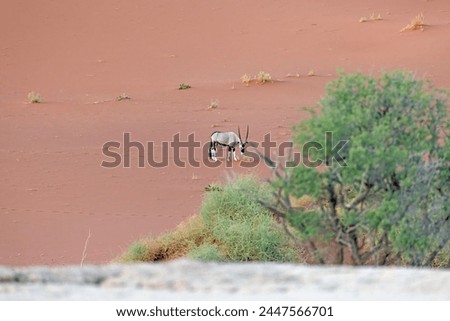 Picture of an Oryx antelope standing in front of a dune in the Namib desert during the day