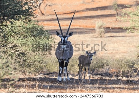 Picture of an Oryx family with baby standing in front of a dune in the Namibian Kalahari during the day