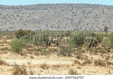 Picture of an group of Oryx antelopes standing in the Namibian Kalahari during the day