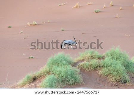 Picture of an Oryx antelope standing in front of a dune in the Namib desert during the day