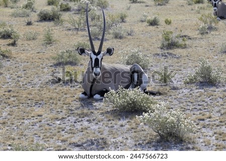 Picture of an Oryx antelope relaxing in the Namibian Kalahari during the day