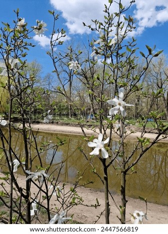 magnolia flowers bloomed in spring in the park