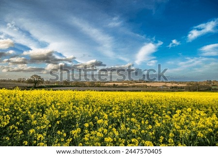 Rapeseed, also known as oilseed rape, is a bright-yellow flowering member of the family Brassicaceae (mustard or cabbage family), cultivated mainly for its Natural  oil-rich seed. Shot 7 April 2024. Royalty-Free Stock Photo #2447570405