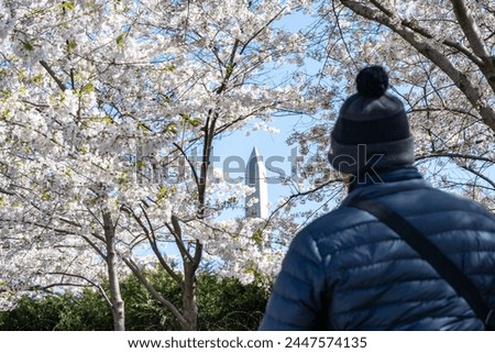Man, unidentifiable, wearing winter jacket and hat, admires the Washington Monument during cherry blossom season
