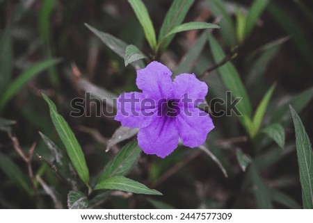 Purple flowers or Ruellia tuberosa Linn, Waterkanon, Watrakanu, Minnieroot, Iron root, Feverroot, Popping pod, Toi ting (thai name). Royalty-Free Stock Photo #2447577309