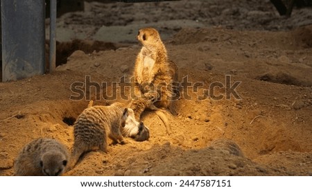Meerkats. Spring. Cologne Zoo, Germany