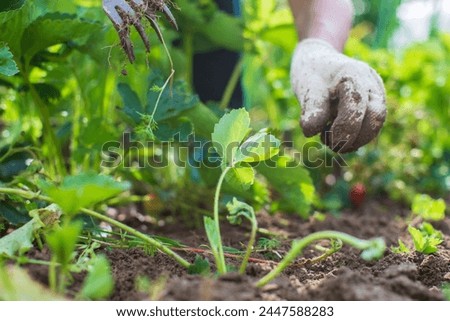 The farmer takes care of the plants in the vegetable garden on the farm. Gardening and plantation concept. Agricultural plants growing in garden beds.