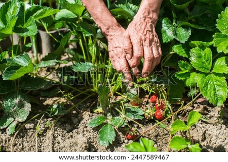 Farmer's hands close-up harvest crop of strawberry in the garden. Plantation work. Harvest and healthy organic food concept.
