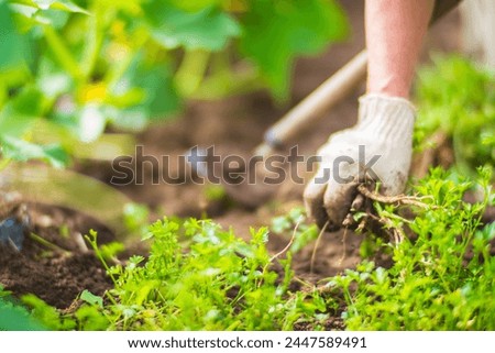 A woman's hand is pinching the grass. Weed and pest control in the garden. Cultivated land close up. Agriculture plant growing in bed row.