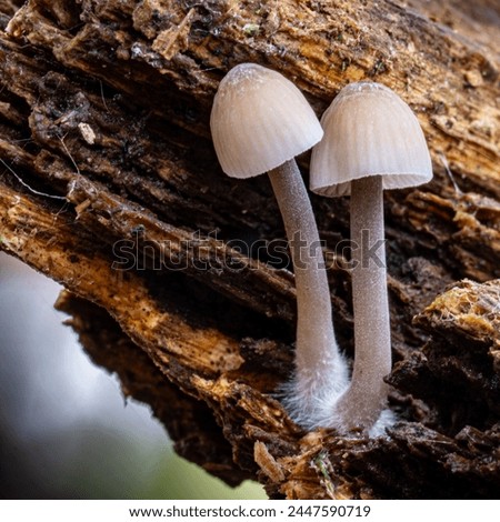 Close up of tiny toad stools in an autumn forest