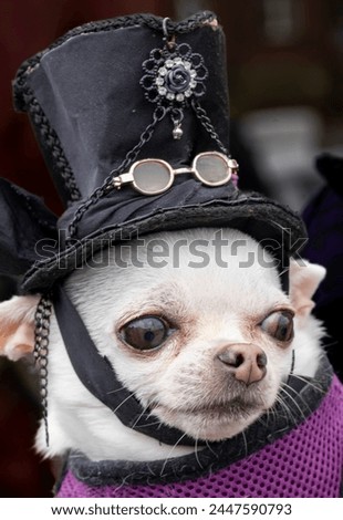 Tiny steam punk dog with hat