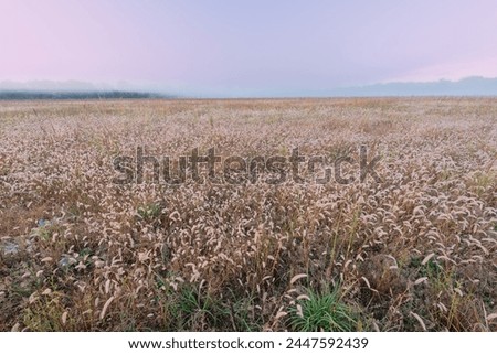 Landscape at sunrise of tall grass prairie, Fort Custer State Park, Michigan, USA Royalty-Free Stock Photo #2447592439
