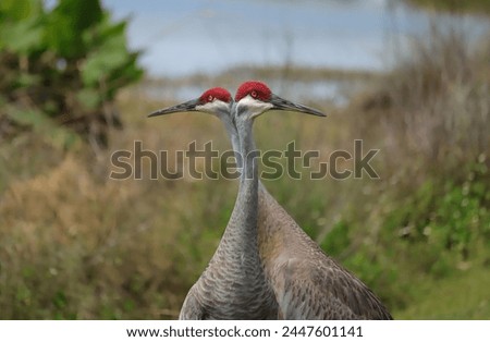 Florida Sandhill Cranes Sweetwater Wetlands Park Cool Visual Effect 