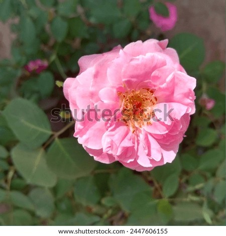 Outdoor closeup view of light pink rose blooming on green leaves in background.also known as Damask rose with bright fresh petals.Source of attar of rose used in perfumes with medicinal benefit aswell