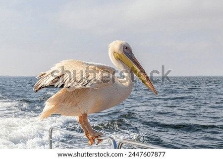 Picture of a large pelican sitting on a boat railing near Walvis Bay in Namibia during the day
