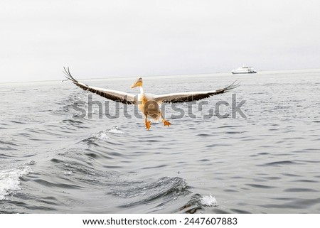 Picture of a large pelican in flight shortly before landing near Walvis Bay in Namibia during the day
