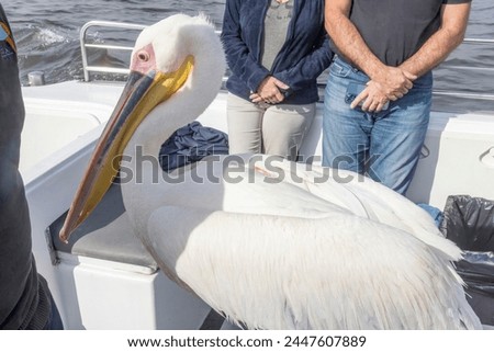 Picture of a large pelican sitting on a boat with people near Walvis Bay in Namibia during the day