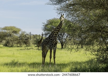 i went on a safari in Tanzania, Africa and i was luckly to witness a lot of beautiful animals from closeby. i am a photographer so i took a lot of pictures that i would like to share. 