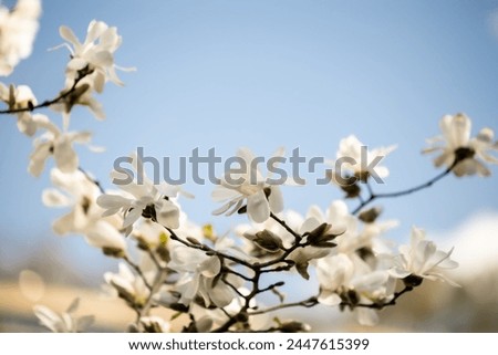 Blooming magnolia branches against blue sky