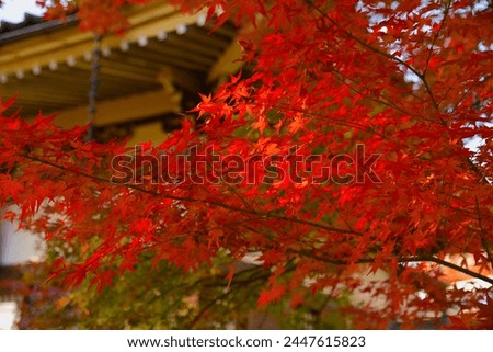 Red maple in the autumn