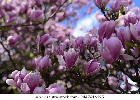 A large blooming magnolia tree on a sunny spring day. Pink magnolia flowers against the blue sky. Close up of beautiful light pink magnolia flowers. Low depth of field. Photo of natural nature.