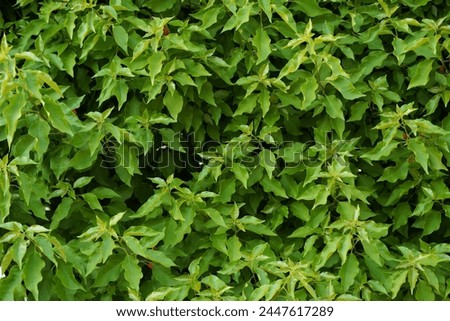 Green bael leaf background picture
