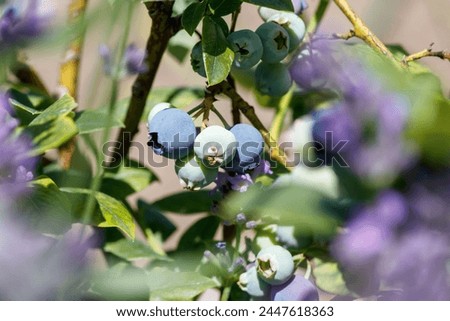 Highbush blueberry (Vaccinium corymbosum, blue huckleberry) with large ripening berries, close-up Royalty-Free Stock Photo #2447618363