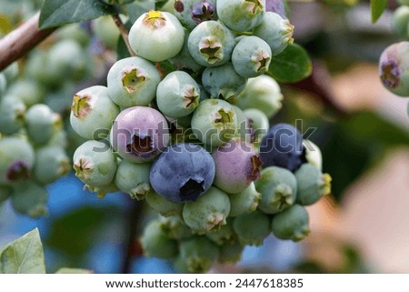 Highbush blueberry (Vaccinium corymbosum, blue huckleberry) with large ripening berries, close-up Royalty-Free Stock Photo #2447618385