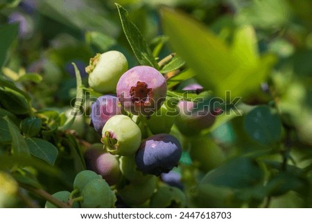 Highbush blueberry (Vaccinium corymbosum, blue huckleberry) with large ripening berries, close-up, copy space for text  Royalty-Free Stock Photo #2447618703