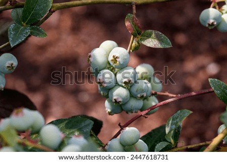 A close up of green unripe berries of Vaccinium corymbosum (highbush blueberry, blue, tall or swamp huckleberry, high blueberry) on a branch Royalty-Free Stock Photo #2447618731