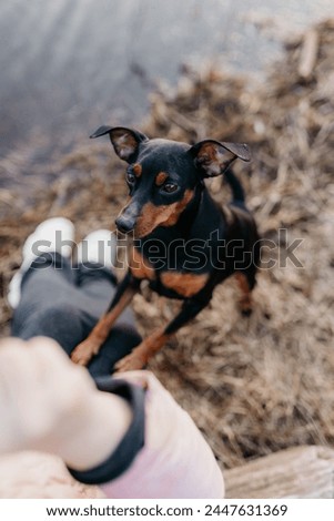A Miniature Pinscher dog plays with its owner in early spring