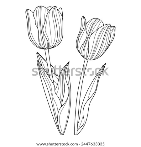 Tulip flowers. Linear flowers. Botany. Abstract linear flower. Vector illustration of a tulip. Flower sketches for tattooing. Floral coloring page Royalty-Free Stock Photo #2447633335