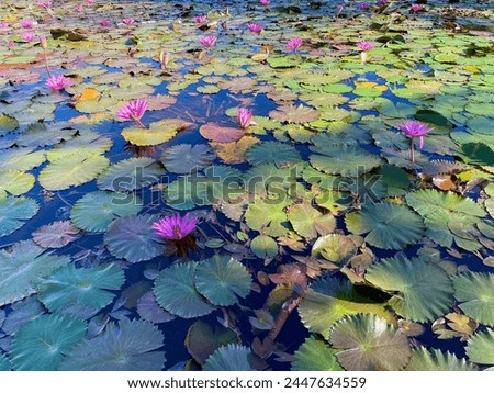 lotus flowers in the pond