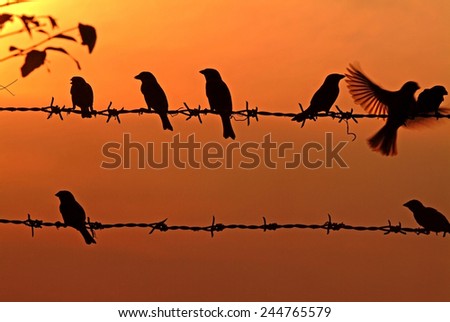 silhouette bird in sunset sky 